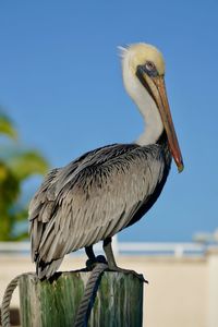 Close-up of pelican perching against clear sky