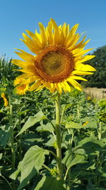 Close-up of sunflower on field against sky