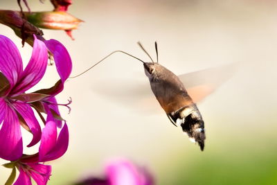 Close-up of butterfly on pink flower