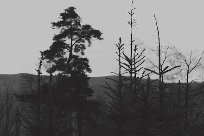 Close-up of silhouette plants on field against sky