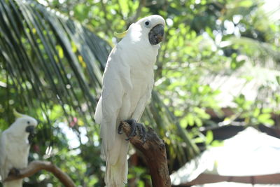 Bird perching on a tree