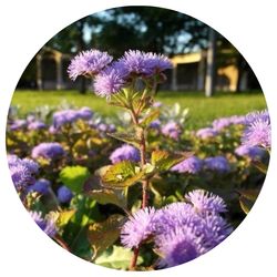 Close-up of purple flowers