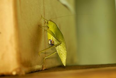 Close-up of insect on leaf