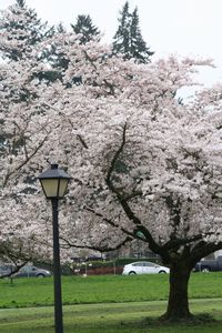 Fresh flower tree against sky