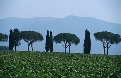 Scenic view of field against clear sky