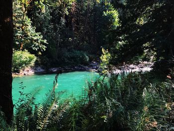 Scenic view of lake in forest