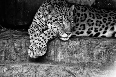 Cat resting in a zoo