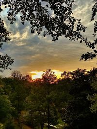 Low angle view of silhouette trees against sky during sunset