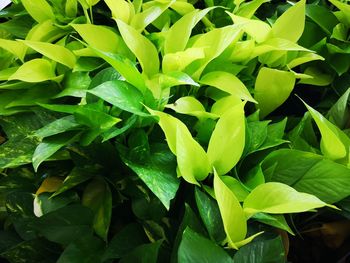 Full frame shot of green leaves