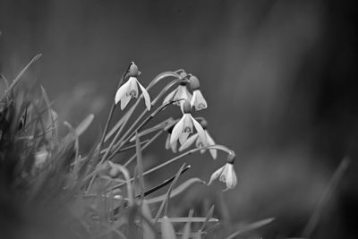 Close-up of flowering plants on field