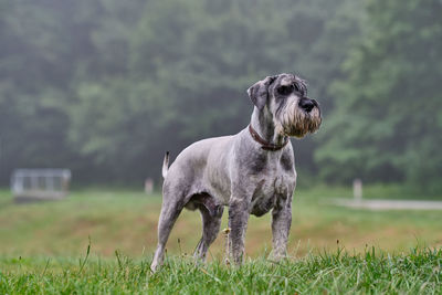 Dog standing on field