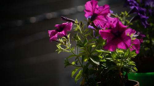 Close-up of pink flowering plant