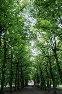 Trees in park against sky