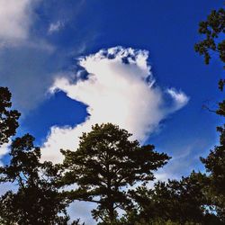 Low angle view of trees against sky