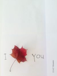 Close-up of autumnal leaves against white background