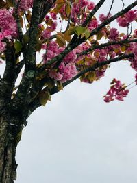 Low angle view of pink flowering tree against sky