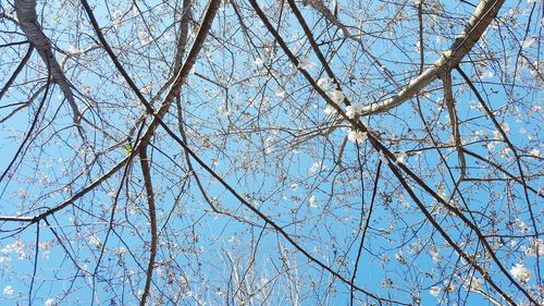 Low angle view of tree against sky