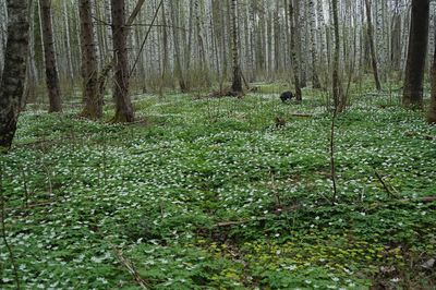 View of trees growing in forest