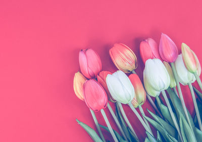 Close-up of pink tulips