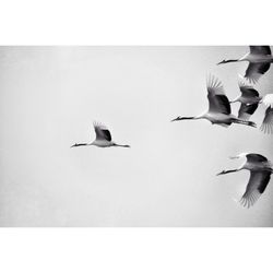 Birds flying over snow against sky