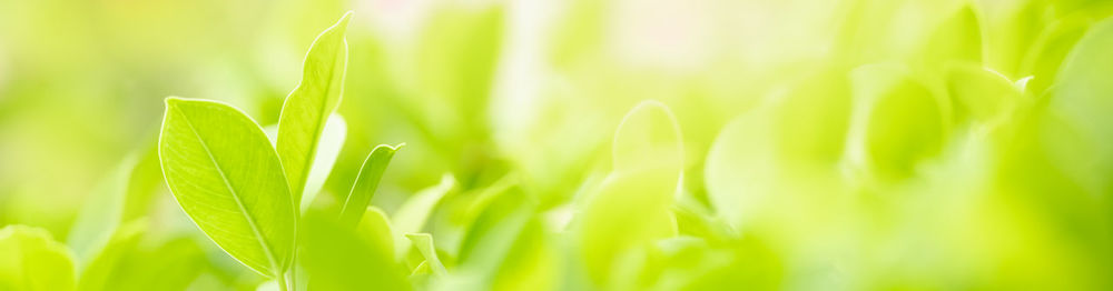 Close-up of plant growing on field