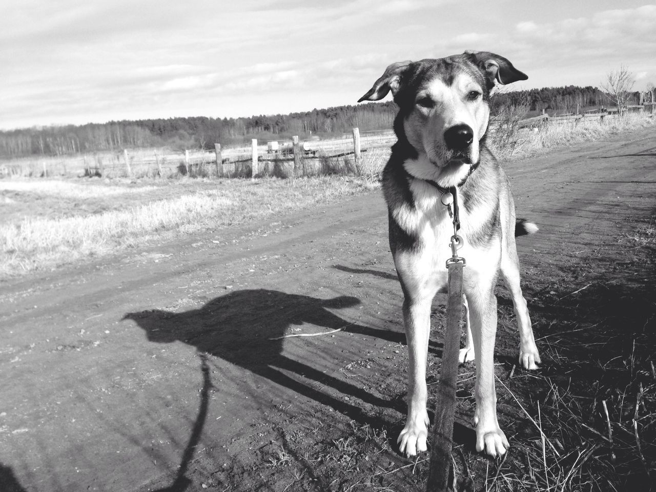 domestic animals, mammal, animal themes, dog, one animal, pets, field, grass, landscape, sky, standing, rural scene, nature, day, no people, outdoors, fence, grassy, pet collar, cloud - sky