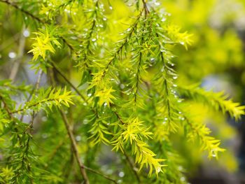 Close-up of leaves on tree