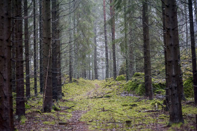 Pine trees in forest