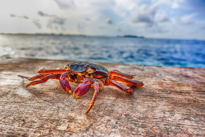 Close-up of hermit crab on retaining wall against sea