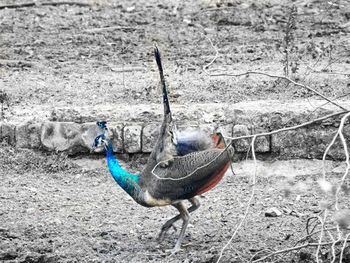 animal