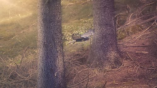 View of an animal on tree trunk