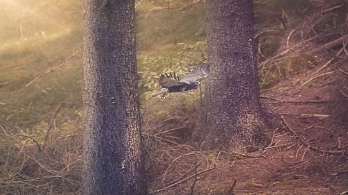 View of an animal on tree trunk