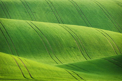 Scenic view of grassy hill