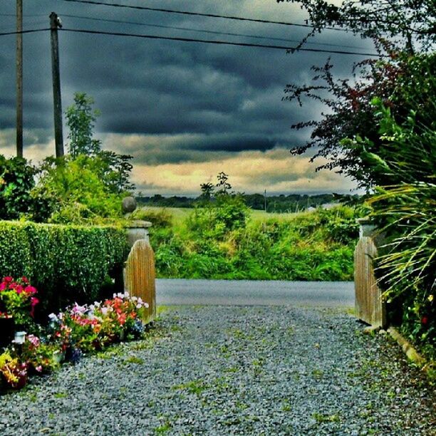 sky, growth, plant, nature, cloud - sky, green color, tranquility, tree, beauty in nature, tranquil scene, field, cloudy, grass, cloud, rural scene, flower, scenics, landscape, day, no people