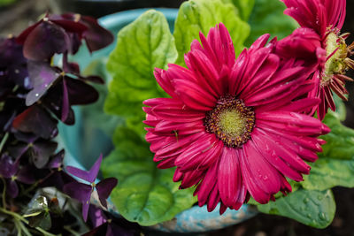 Close-up of pink flowering plants