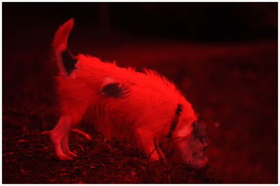 View of a dog on field