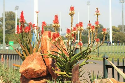 Close-up of plants