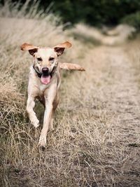 Dogs on grassy field