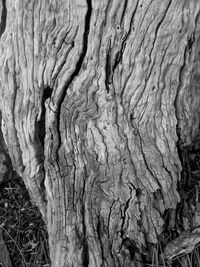 Full frame shot of tree trunk