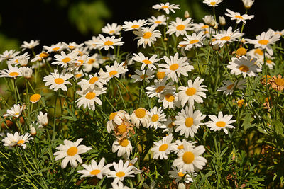 Close-up of white daisy flowers on field