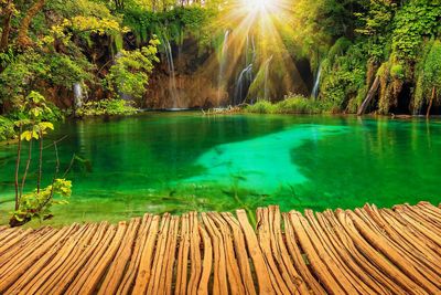 Scenic view of lake in forest