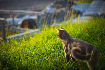 View of a cat on grass