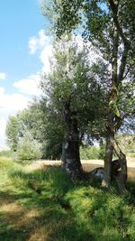 Trees on field against sky