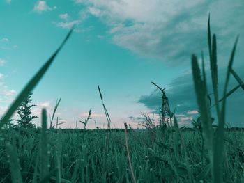 Close-up of grass on field against sky