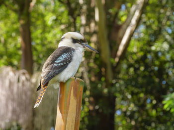 Close-up of bird perching on wooden post