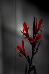 Close-up of red flowering plant against wall