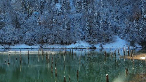 Close-up of trees by lake against sky