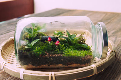 Close-up of tiny mushrooms and plants growing in glass jar