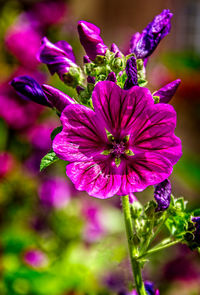 Close-up of purple flower blooming outdoors