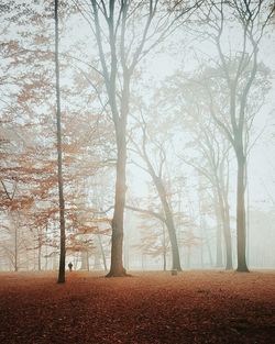 Trees in park